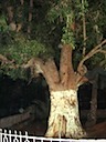 DSC02118.JPG