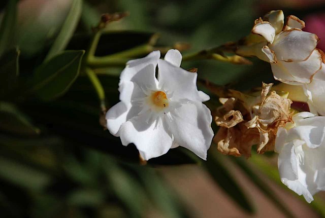DSC_5439.JPG