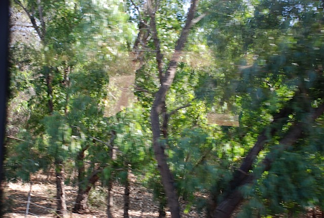 DSC_6956