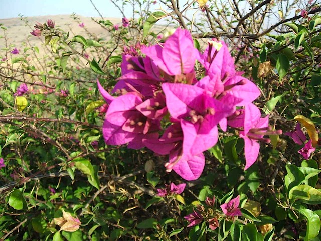 DSCF0677.JPG