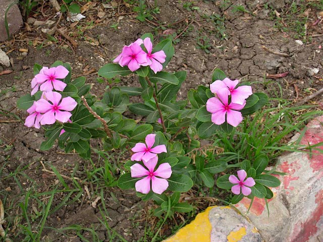 IMG_0498.JPG